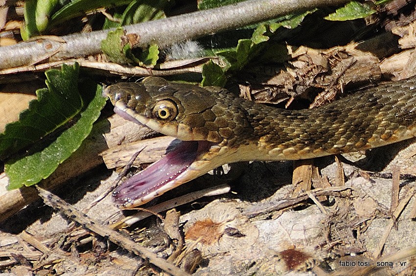 Natrix tessellata: famiglia allargata o famiglia stipata?